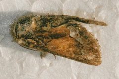 Pseudanarta flava by CBG Photography Group, Centre for Biodiversity Genomics. Used under a CC0 license.