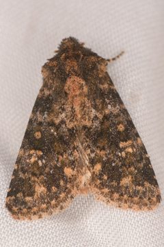 Pseudobryomima fallax by Chloe and Trevor Van Loon. Used under a CC BY 4.0 license.