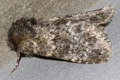 Pseudobryomima muscosa by CBG Photography Group, Centre for Biodiversity Genomics. Used under a CC0 license.