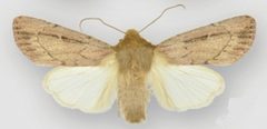 Ufeus faunus female by Lafontaine JD, Walsh JB. Used under a CC BY 3.0 license.