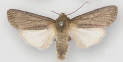 Ufeus faunus male by Lafontaine JD, Walsh JB. Used under a CC BY 3.0 license.