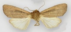 Ufeus felsensteini female by Lafontaine JD, Walsh JB. Used under a CC BY 3.0 license.