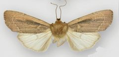 Ufeus felsensteini male by Lafontaine JD, Walsh JB. Used under a CC BY 3.0 license.
