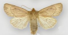 Ufeus satyricus sagittarius female1 by Lafontaine JD, Walsh JB. Used under a CC BY 3.0 license.