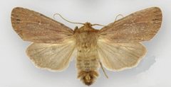 Ufeus satyricus sagittarius male by Lafontaine JD, Walsh JB. Used under a CC BY 3.0 license.