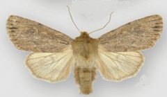 Ufeus satyricus sagittarius male1 by Lafontaine JD, Walsh JB. Used under a CC BY 3.0 license.