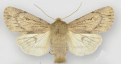 Ufeus satyricus satyricus female by Lafontaine JD, Walsh JB. Used under a CC BY 3.0 license.