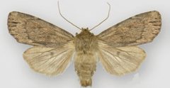 Ufeus satyricus satyricus male by Lafontaine JD, Walsh JB. Used under a CC BY 3.0 license.