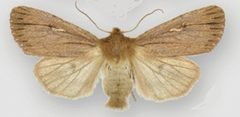 Ufeus satyricus sagittarius female by Lafontaine JD, Walsh JB. Used under a CC BY 3.0 license.