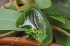 Agrochola lota larva1 by Entomart. Used under a Attribution license.