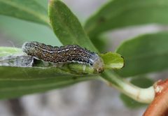 Agrochola lota larva2 by Entomart. Used under a Attribution license.