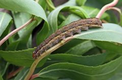 Agrochola lota larva3 by Entomart. Used under a Attribution license.