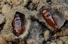 Agrochola lota pupae by Entomart. Used under a Attribution license.