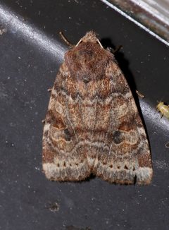 Anathix puta 5345367 by Laura Gaudette. Used under a CC BY 4.0 license.