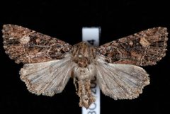 Aseptis binotata1 by Jeremy deWaard, University of British Columbia. Used under a CC BY 3.0 license.