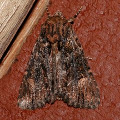 Aseptis binotata 01 by CBG Photography Group, Centre for Biodiversity Genomics. Used under a CC0 license.