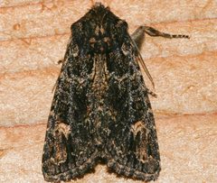 Aseptis binotata 02 by CBG Photography Group, Centre for Biodiversity Genomics. Used under a CC0 license.