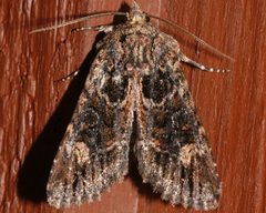 Aseptis binotata 03 by CBG Photography Group, Centre for Biodiversity Genomics. Used under a CC0 license.
