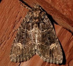 Aseptis binotata 04 by CBG Photography Group, Centre for Biodiversity Genomics. Used under a CC0 license.