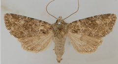 Aseptis binotata female by Mustelin T, Crabo LG. Used under a CC BY 3.0 license.