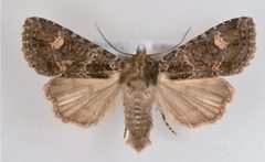 Aseptis binotata male by Mustelin T, Crabo LG. Used under a CC BY 3.0 license.