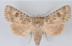 Aseptis catalina female by Mustelin T, Crabo LG. Used under a CC BY 3.0 license.