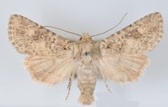 Aseptis catalina male by Mustelin T, Crabo LG. Used under a CC BY 3.0 license.