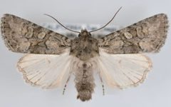 Aseptis characta male by Mustelin T, Crabo LG. Used under a CC BY 3.0 license.
