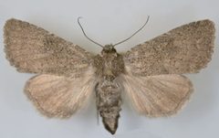 Aseptis ethnica female by Mustelin T, Crabo LG. Used under a CC BY 3.0 license.