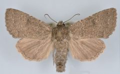 Aseptis ethnica male by Mustelin T, Crabo LG. Used under a CC BY 3.0 license.