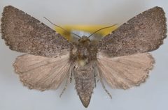 Aseptis fanatica female by Mustelin T, Crabo LG. Used under a CC BY 3.0 license.