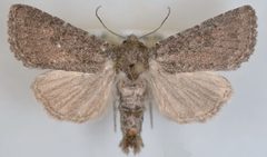Aseptis fanatica male by Mustelin T, Crabo LG. Used under a CC BY 3.0 license.
