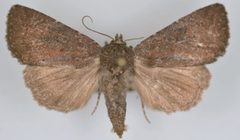 Aseptis ferruginea female by Mustelin T, Crabo LG. Used under a CC BY 3.0 license.