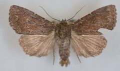 Aseptis ferruginea male by Mustelin T, Crabo LG. Used under a CC BY 3.0 license.