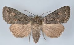 Aseptis fumeola female by Mustelin T, Crabo LG. Used under a CC BY 3.0 license.