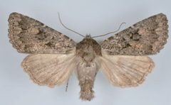 Aseptis fumeola male by Mustelin T, Crabo LG. Used under a CC BY 3.0 license.