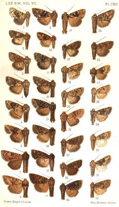 CATALOGUE-BM-PLATE CXII by Sir GEORGE F. HAMPSON, Bart.. Used under a Public domain license.