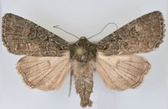 Aseptis fumosa female by Mustelin T, Crabo LG. Used under a CC BY 3.0 license.