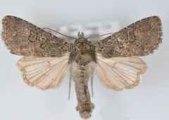 Aseptis fumosa male by Mustelin T, Crabo LG. Used under a CC BY 3.0 license.