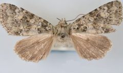 Aseptis lichena female by Mustelin T, Crabo LG. Used under a CC BY 3.0 license.