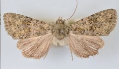 Aseptis lichena male by Mustelin T, Crabo LG. Used under a CC BY 3.0 license.