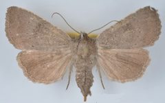 Aseptis murina female by Mustelin T, Crabo LG. Used under a CC BY 3.0 license.