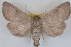 Aseptis murina male by Mustelin T, Crabo LG. Used under a CC BY 3.0 license.