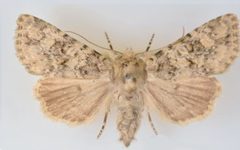 Aseptis pseudolichena female by Mustelin T, Crabo LG. Used under a CC BY 3.0 license.
