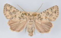 Aseptis pseudolichena male by Mustelin T, Crabo LG. Used under a CC BY 3.0 license.