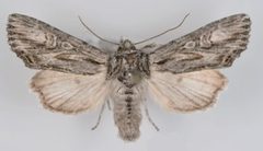 Aseptis susquesa female by Mustelin T, Crabo LG. Used under a CC BY 3.0 license.