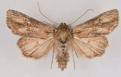 Aseptis susquesa male by Mustelin T, Crabo LG. Used under a CC BY 3.0 license.