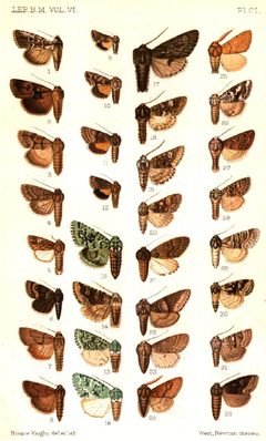 CATALOGUE-BM-CI by Sir GEORGE F. HAMPSON, Bart.. Used under a Public domain license.