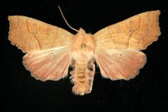 Eucirroedia pampina 01 by CBG Photography Group, Centre for Biodiversity Genomics. Used under a CC0 license.