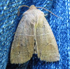 Eupsilia morrisoni by Jacy Lucier. Used under a CC BY-SA 4.0 license.